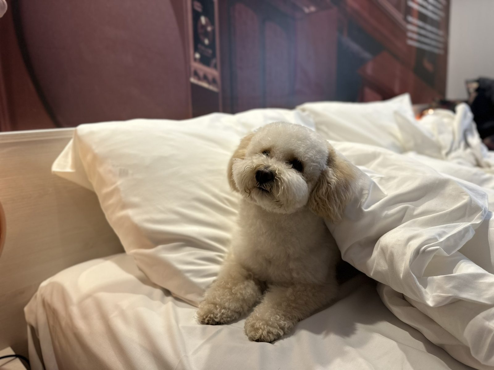 A small white dog among the pillows, peeking out from beside the duvet