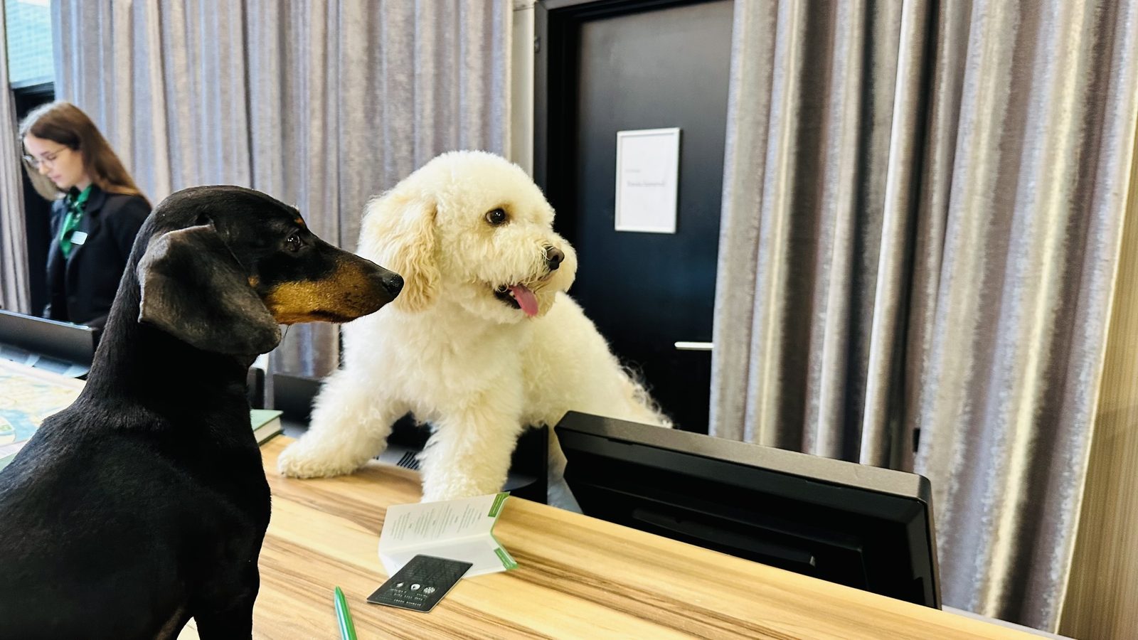 Tacskó és fehér kiskutya a recepciós pultnál, háttérben a recepciós