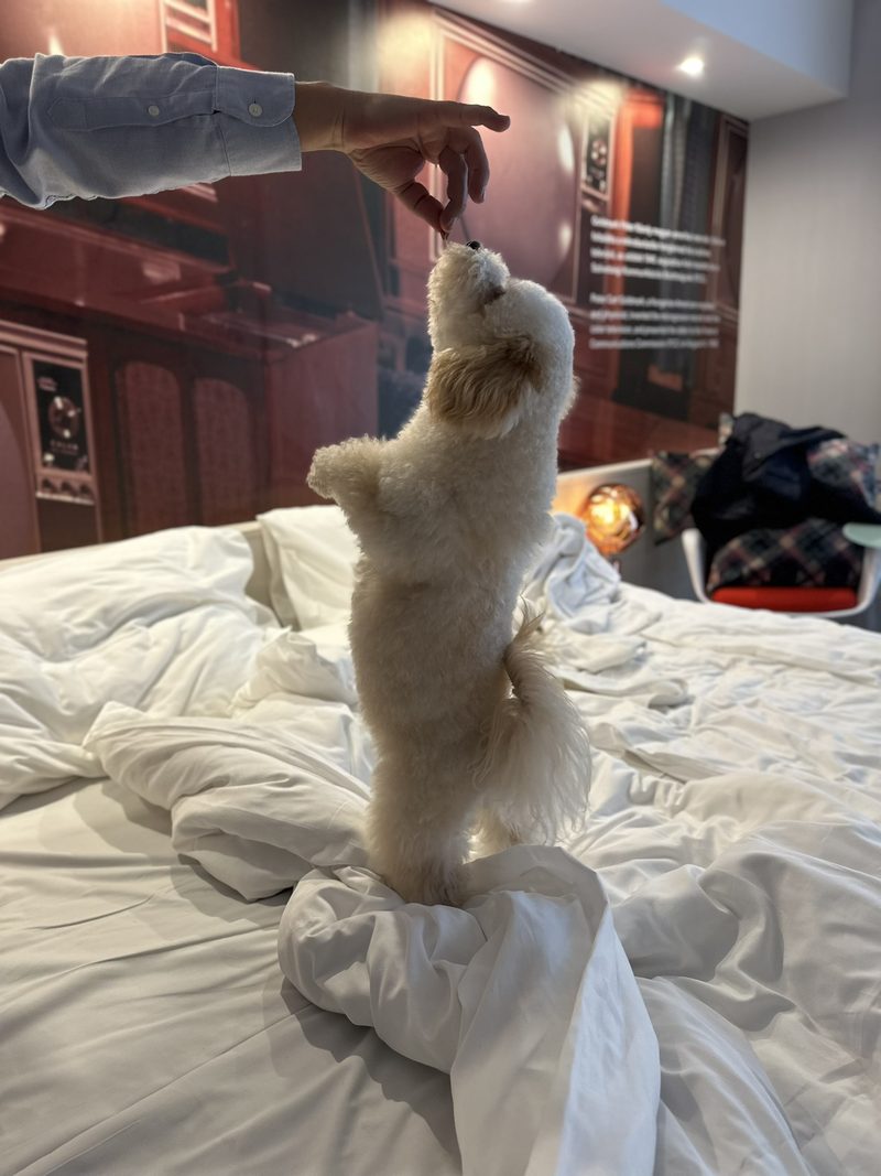 Fehér kiskutya két lábon áll az ágyon