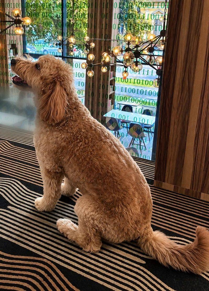 Rozi, hotelski goldendoodle, sedi pored prozora u lobiju